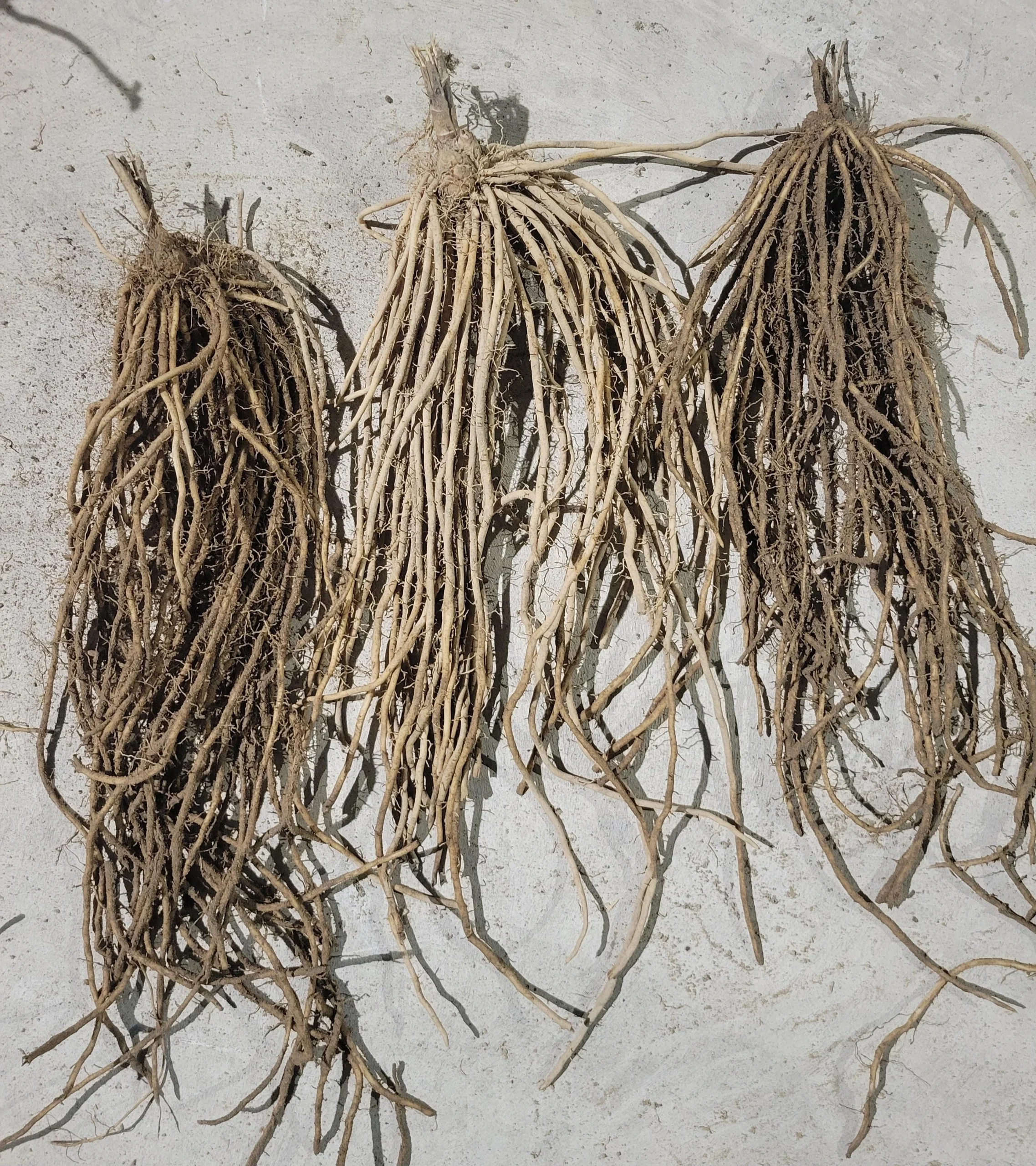 griffes-asperges-tramier