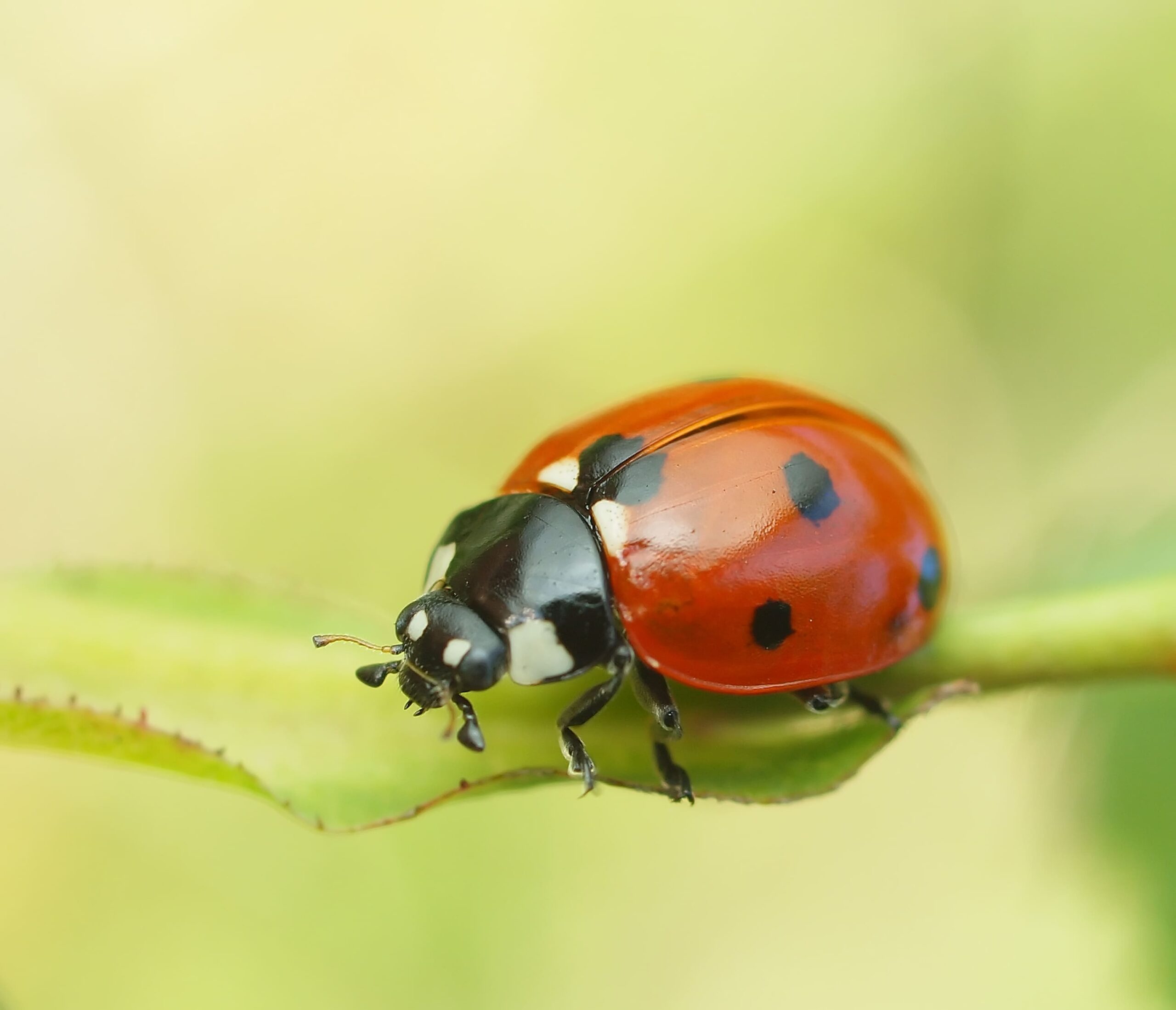 coccinelle-sastramier