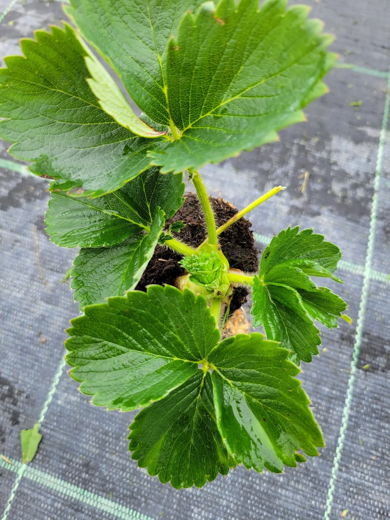 coeur-trayplant-mazzoni-tramier