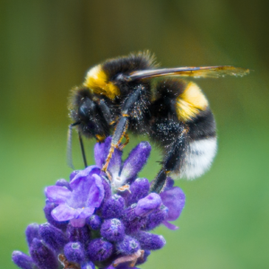 Bourdon sur fleur violette - Tramier