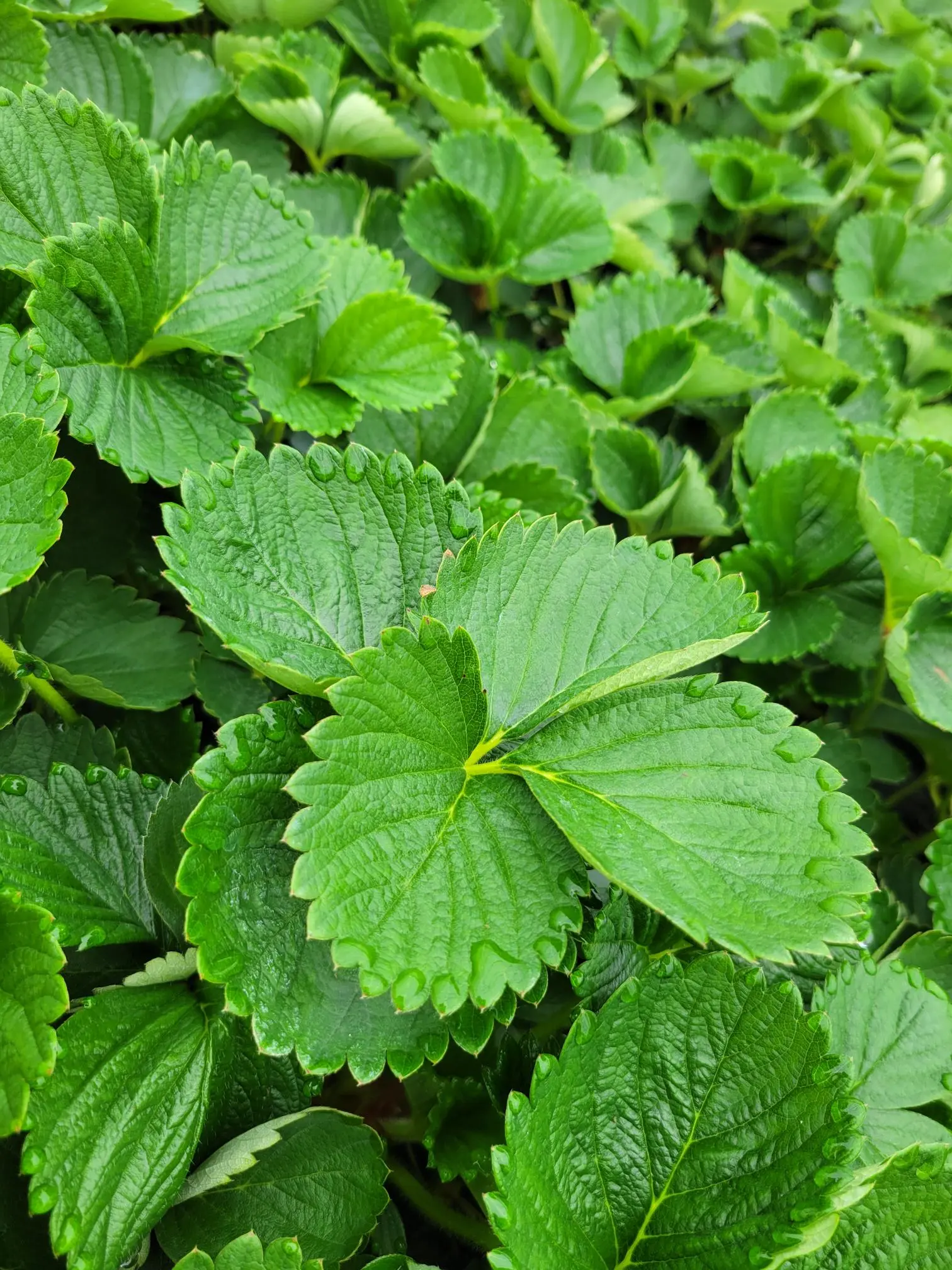 feuilles-trayplant-mazzoni-tramier