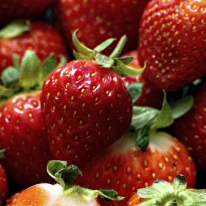 Cirafine-fraisier-tramier