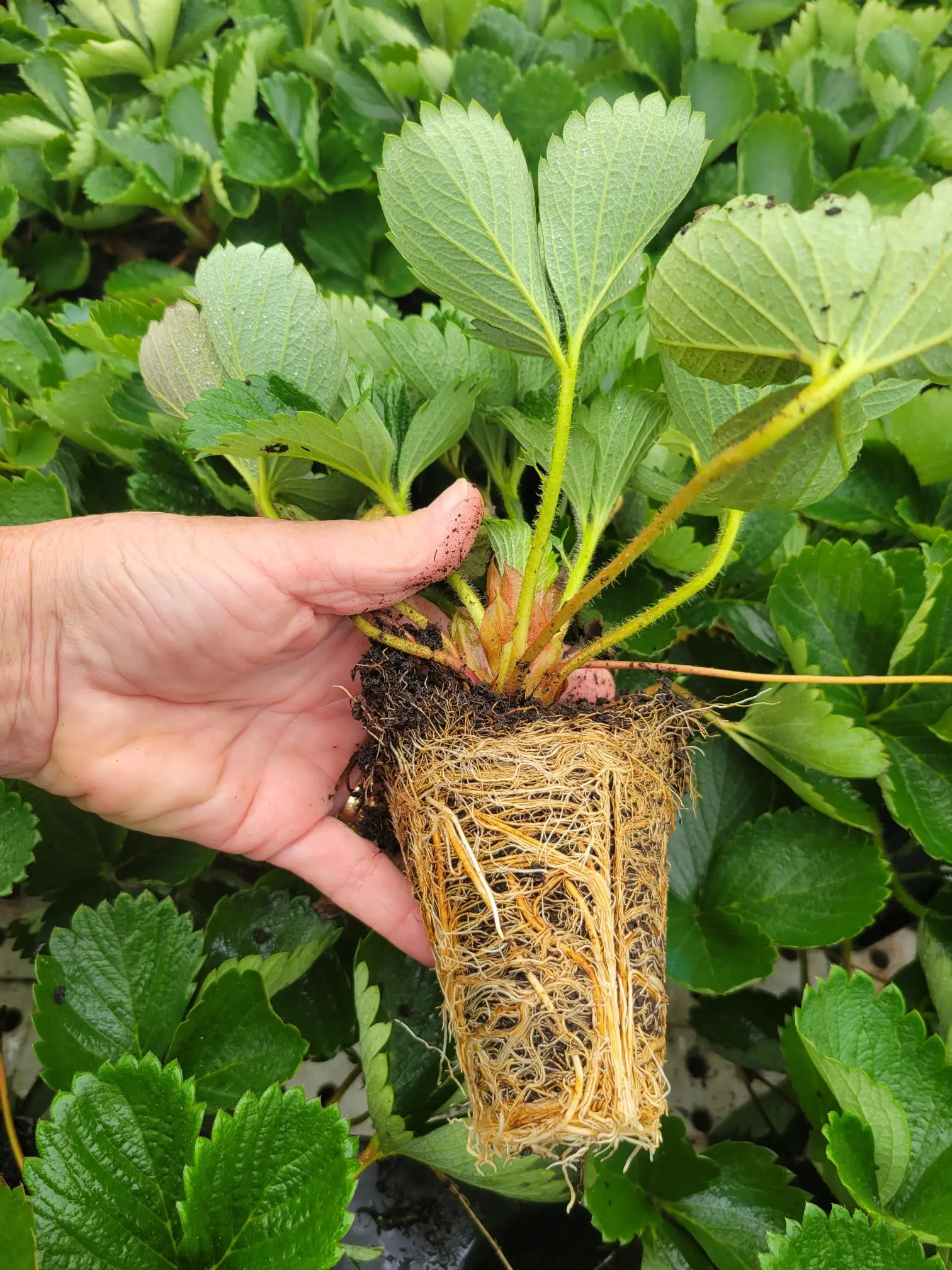 trayplant-mazzoni-tramier