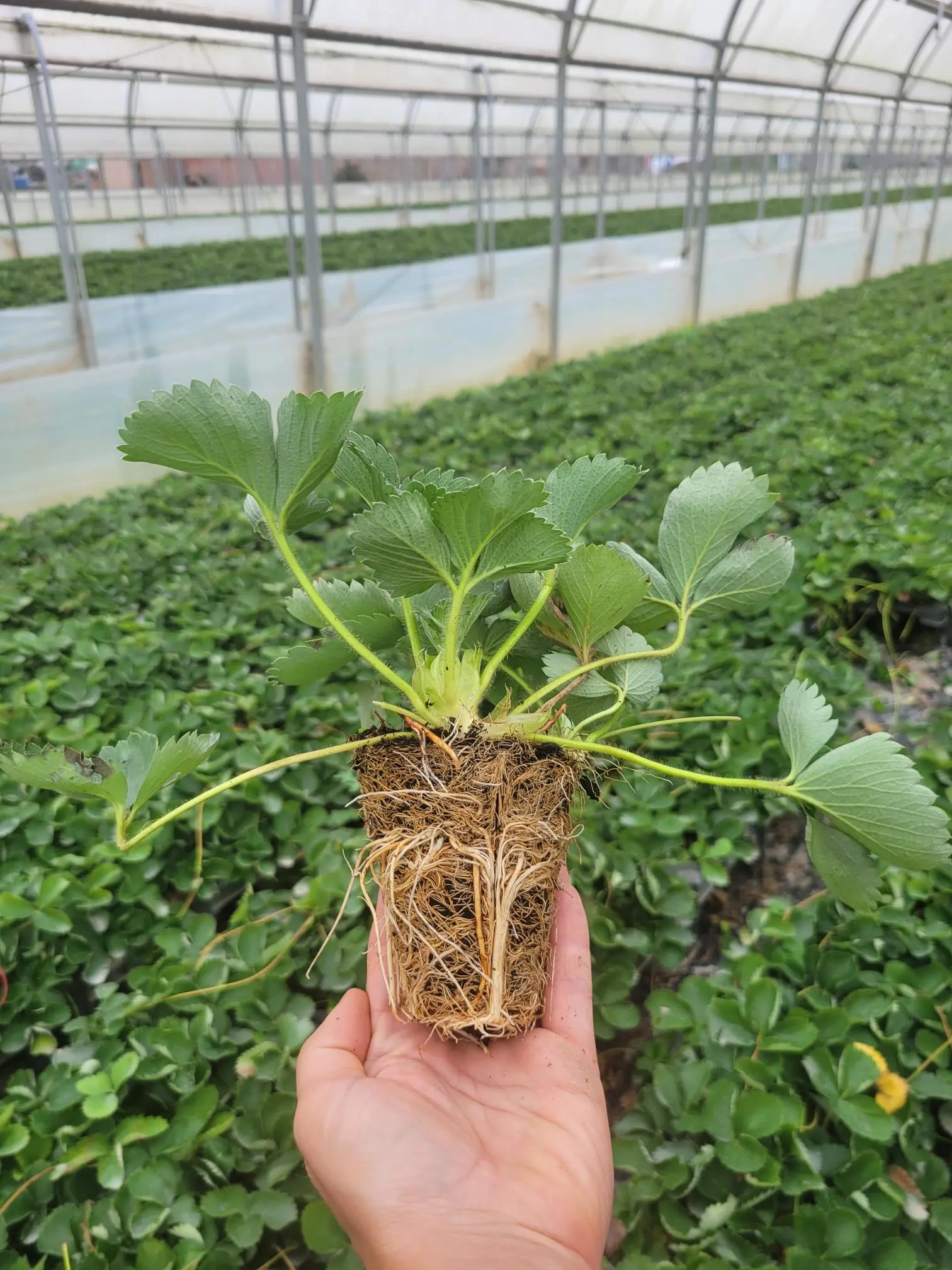 trayplant-2-mazzoni-tramier