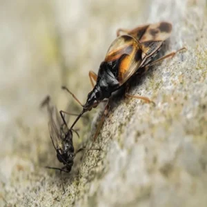 ANTHOCORIS NEMORALIS