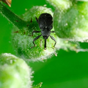 ANTHONOMUS RUBI