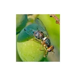 BACTROCERA OLEAE