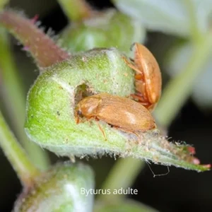 BYTURUS TOMENTOSUS