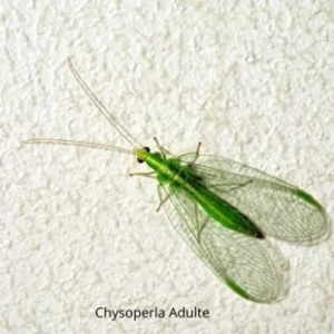chrysoperla-carnea-tramier