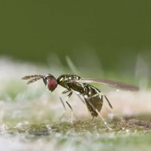 DIGLYPHUS ISAEA