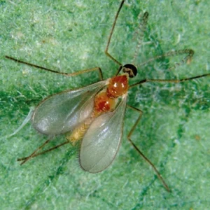 FELTIELLA ACARISUGA