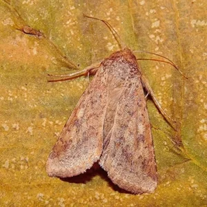 HELICOVERPA ARMIGERA