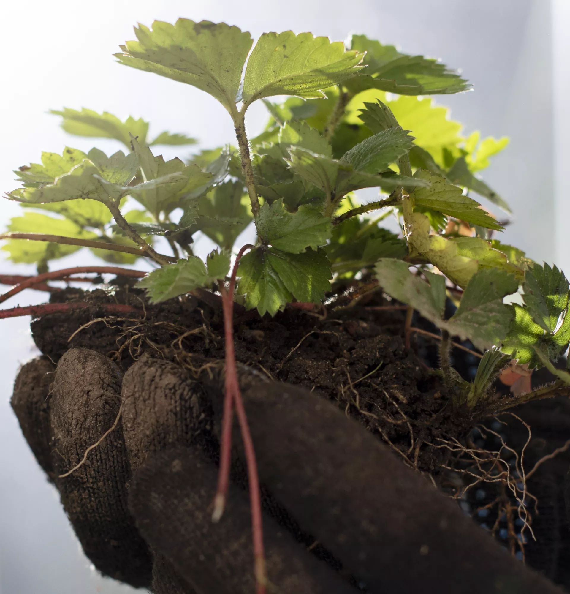 plant dans main