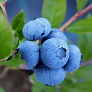 DeniseBlue-myrtille-tramier