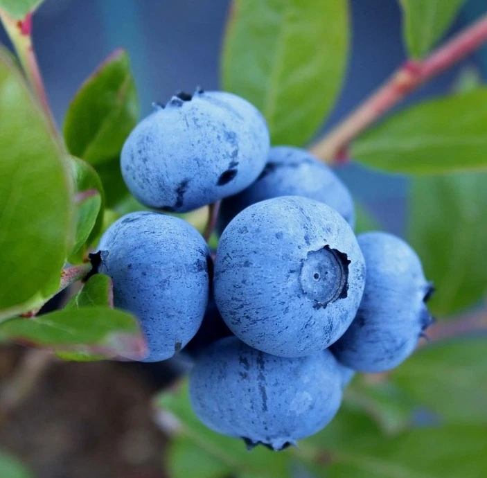 DeniseBlue-myrtille-tramier