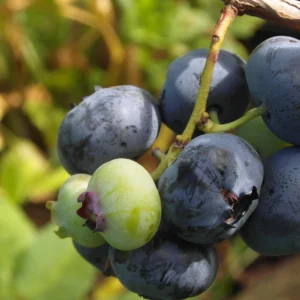 bluecrop-myrtille-tramier