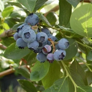 Reka-Myrtille-Tramier