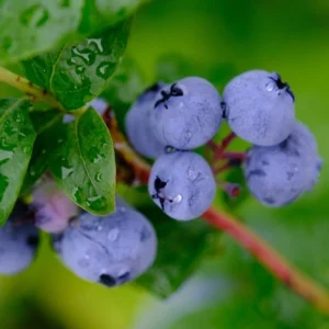 Duke2-myrtille-tramier