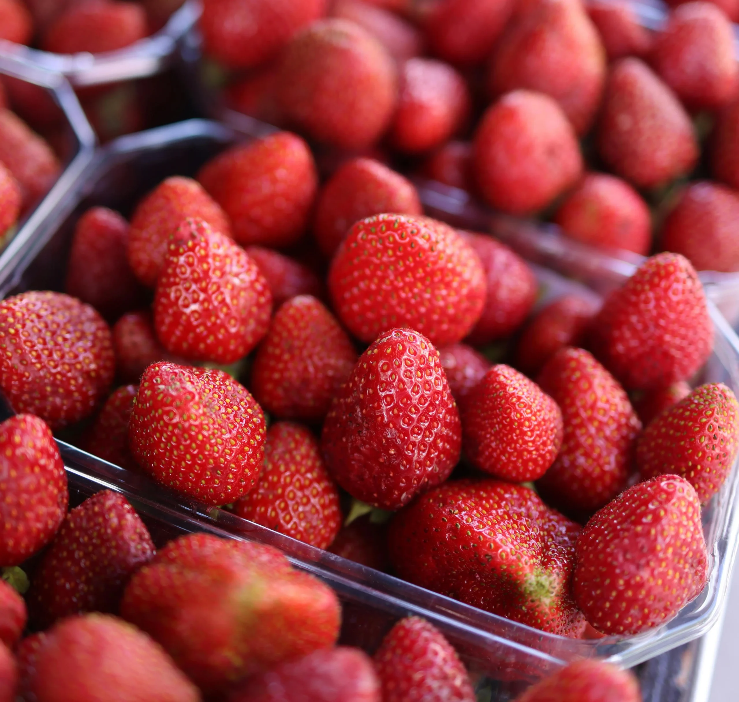 plastique-fraise-tramier