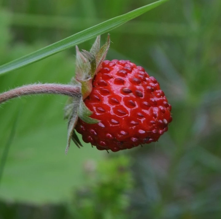 Reine des Vallée-fraisier-tramier