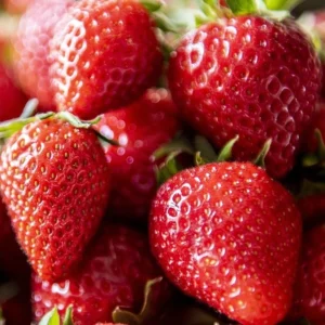 Ostara-fraisier-tramier