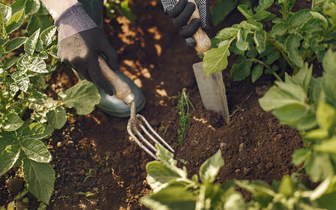 Planter des fraises dans son jardin : Suivez le guide !