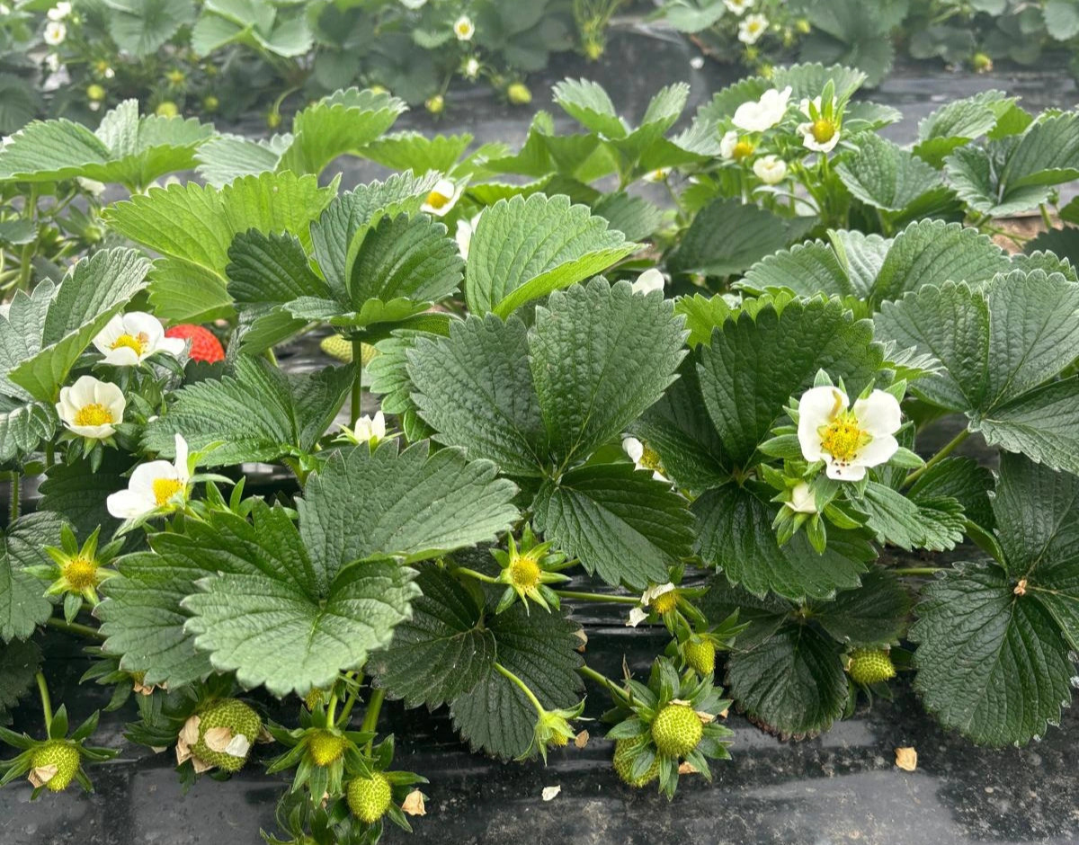 plants fraisiers - sas tramier