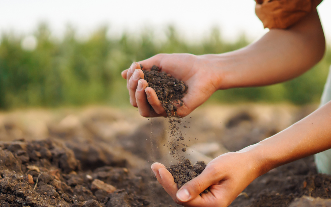 Régénération des sols : pourquoi utiliser un biostimulant entre deux cultures ?